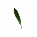 Cordyline Leaves - Fortin Ti